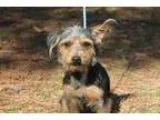 Adopt Patrick a Black - with Brown Red Golden Orange or Chestnut