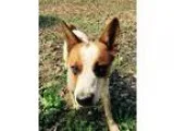 Adopt Dixon JS in MS a Cattle Dog