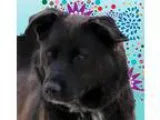Adopt Lancelot a Black Labrador Retriever  Mixed dog in Wichita 