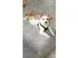Adopt Mitzi a Papillon
