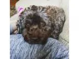 Adopt Muffin a BrownChocolate Cockapoo  Mixed dog in St. Cloud M