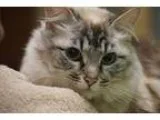 Adopt Sweetie (38370) a Siamese  Mixed cat in Little Rock AR (15