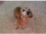 Adopt Zelda a RedGoldenOrangeCh estnut Dachshund  Mixed dog in J