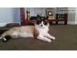 Lost siamese ragdoll