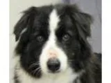 Adopt Molly a Border Collie  Mixed dog in Modesto CA (15114658)