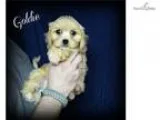 Shih Tzu puppies