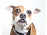 Adopt Sandi D160438 a Brindle - with White Pit Bull Terrier  Bos
