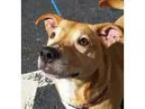 Adopt Chloe Jean a Corgi Labrador Retriever