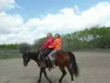 4 Year Old Bay Mare All the Hard Work is Done