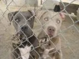 Adopt Fawn a Pit Bull Terrier Affenpinscher