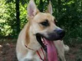 Adopt Tucker a Carolina Dog German Shepherd Dog