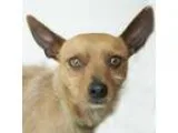 Adopt Stanley a BrownChocolate Terrier (Unknown Type Small) dog 