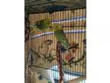 Adopt Marion-Robin a Green Parakeet - Other bird in Bellingham W