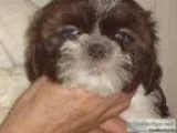 Shih Tzu Puppies for Sale Exotic Colors