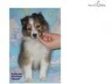 Stunning AKC Reg CH Sired Sable and white male She
