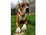 Adopt Simon a Pit Bull Terrier  Mixed dog in Richmond VA (151960