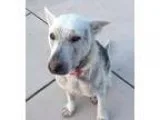 Adopt Sansa a German Shepherd Dog