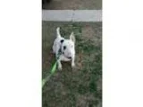 Adopt Charlie a Bull Terrier