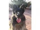 Adopt Lilly (and Romeo) a German Shepherd Dog
