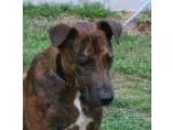 Adopt Dodger a Brindle Plott Hound  Mixed dog in Yardley PA (151