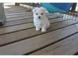 Huueywui teacup maltese puppies for sale