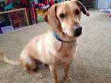 Adopt Linus a Yellow Labrador Retriever Basset Hound
