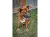 Adopt King a German Shepherd Dog