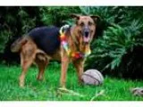 Adopt Morgan-14 a German Shepherd Dog