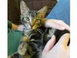 Adopt Bard a Tiger Striped Domestic Shorthair (short coat) cat i