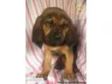 Bloodhound Puppies for Sale