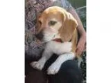 Adopt Artemus a Tricolor (TanBrown and Black and White) Beagle  