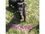 Adopt Flower a Labrador Retriever