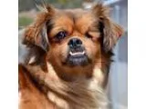 Adopt Boots a Pekingese dog in Rancho Santa Fe CA (15224772)