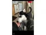 Adopt Legend a Black - with White Husky  Mixed dog in Keyport NJ