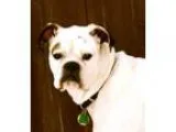 Adopt Gabby a White Boxer  Mixed dog in East Randolph VT (148667