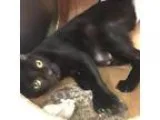 Adopt Monet a Extra-Toes Cat (Hemingway Polydactyl)