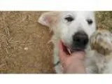 Adopt Faith a Great Pyrenees