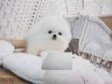 Adorable Amazing Micro Teacup Pom Miss Barbie Avai