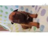 Malinois Puppies