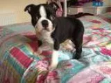 Boston Terriers Puppies MF Available fghthr