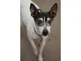 Adopt Rascal a Toy Fox Terrier