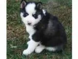 Siberian Husky Puppies [phone removed]