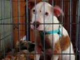 Adopt A371744 Penny a Australian Cattle Dog (Blue Heeler)