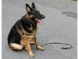 Adopt Freud a German Shepherd Dog