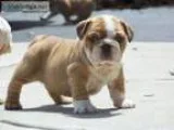 English bulldog puppies for sale
