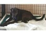Adopt Spanky a Brindle Boxer  German Shepherd Dog  Mixed dog in 