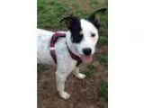Adopt Reba a Cattle Dog Jack Russell Terrier