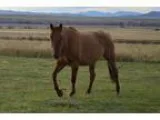 93 Foundation bred mare