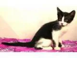 Adopt Tazzy a Black and White or Tuxedo Domestic Shorthair (shor