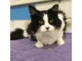 Adopt Duchovny a Brown Tabby Domestic Shorthair (short coat) cat